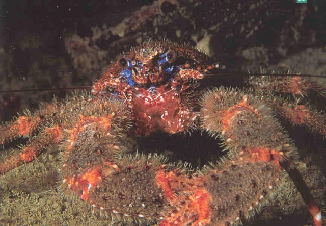  Bio 部分 la Galathee Pontoise